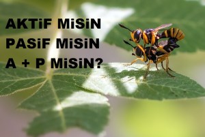 yönelimin_nedir