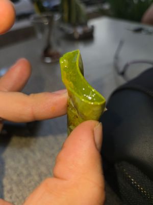 Aloe vera bitkisi aynı ciciye benziyor