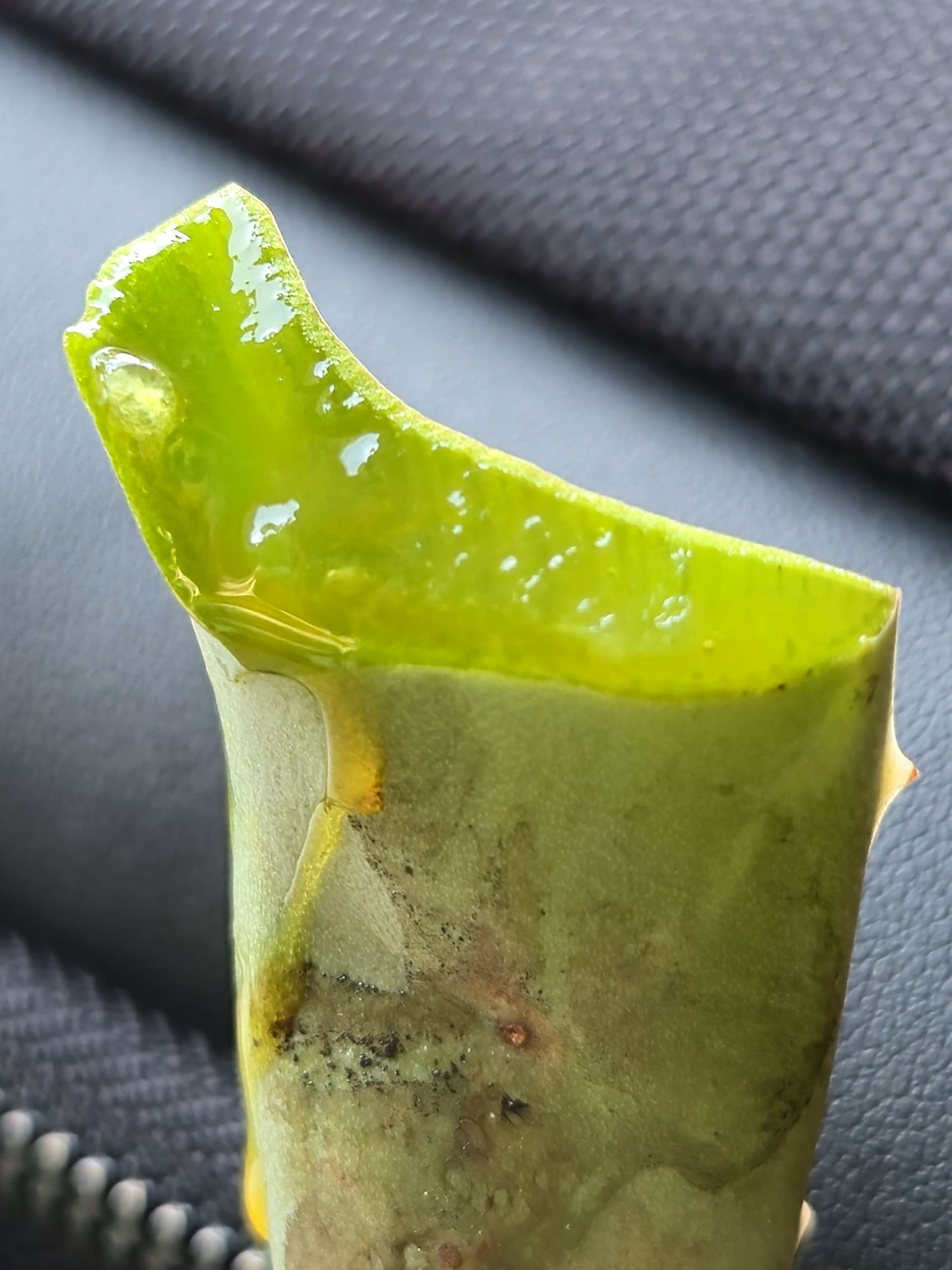 Aloe vera jeli (Kayganlaştırıcı ve iyileştirici)