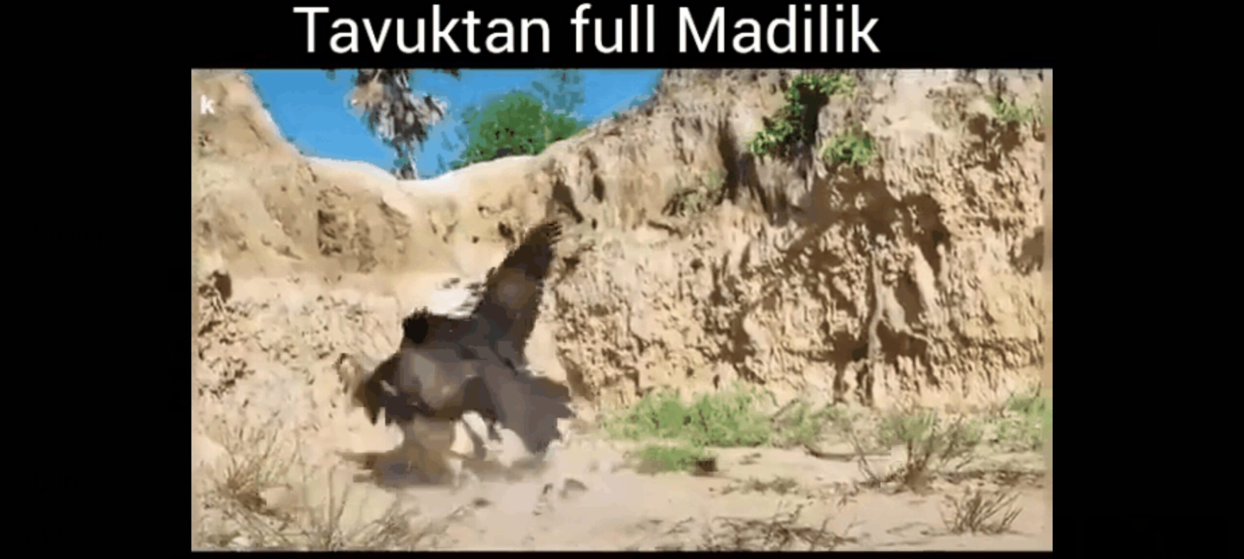 Tavuk yavrularını şahinden böyle korur şaşırtıcı video