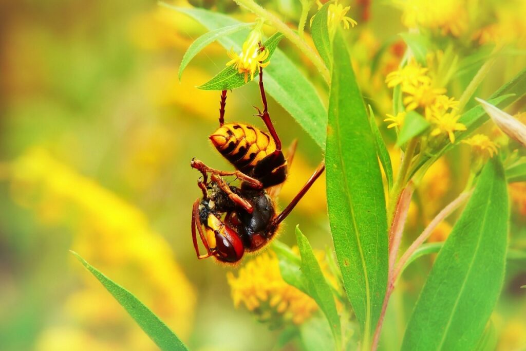 Hornet kapandı mı