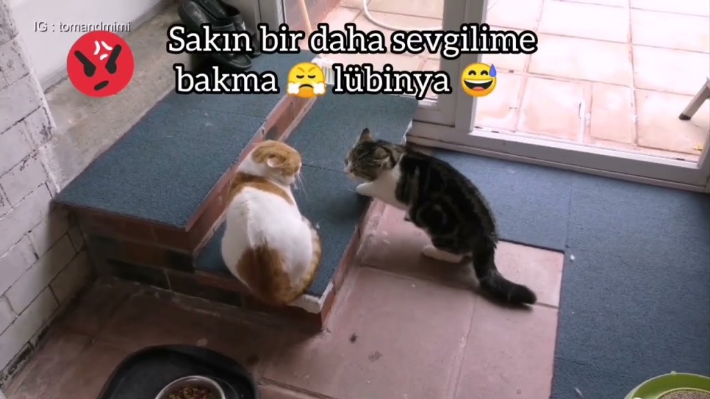 kedi kavgası