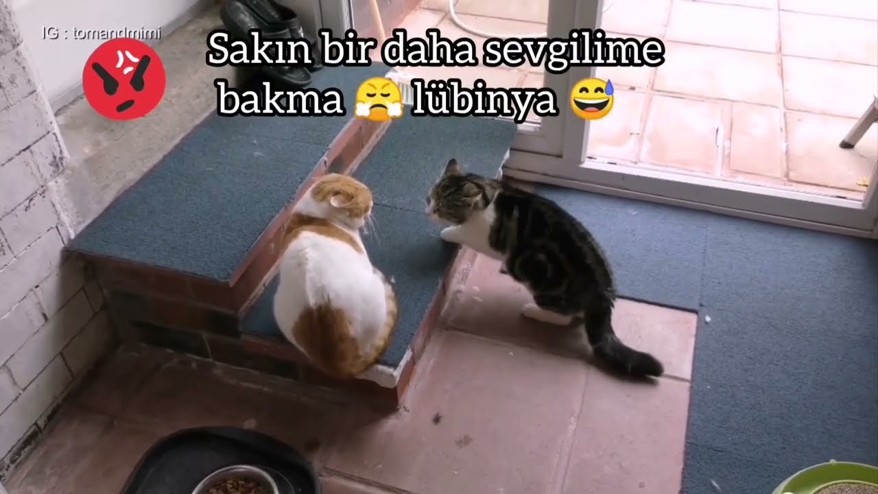 Kedi kavgası ve lubunya kavgası